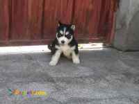 توله هاسکی سفید مشکی