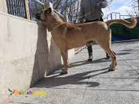 سراب نر یک و نیم ساله