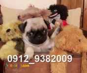 فروش توله سگ پاگ مینی 