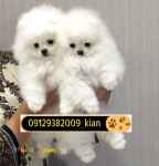 فروش توله سگ پامرانین خرسی وارداتی 