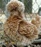 سرمایه گذاری کارآفرینی مرغ خروس زینتی