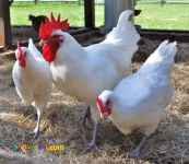 سرمایه گذاری کارآفرینی مرغ برسه گوشت قرمز گوسفندی