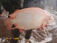 فروش انواع بچه ماهیان تیلاپیا،لارو،یک بند،دو بند و سه بند