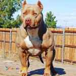 فروش سگ های آمریکن بولی 