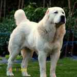 فروش بالاترین کیفیت توله های سگ آلابای(ترکمن//روس)