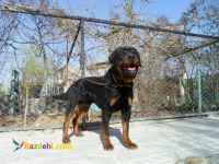 فروش سگ روتوایلر