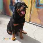 فروش سگ روتوایلر