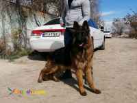 پرورش و فروش تخصصی ژرمن شپرد 