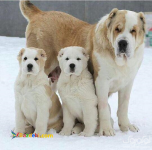 توله الابای اصیل و باکیفیت