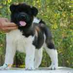 فروش توله اکیتا وارداتی