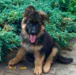 تعدادی توله ژرمن شولاین