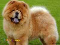 تعدادی توله چاوچاو نر و ماده