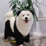 حیوانات خانگی و اهلی