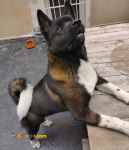 حیوانات خانگی و اهلی