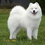 حیوانات خانگی و اهلی