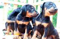 توله دوبرمن