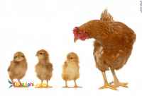 فروش جوجه یک روزه بومی