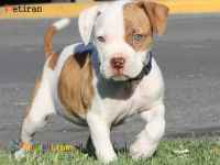 توله پیتبول اصیل