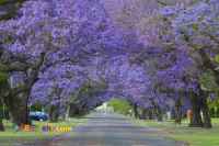 فروش نهال پالونیا