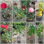 فروش انواع گلهای رز،کاغذی، آپارتمانی،انجیر و انگور