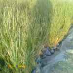 فروش عمده نهال گیاه وتیور