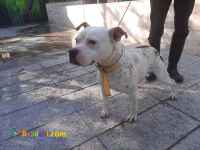 پیتبول نر اصیل