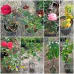 فروش انواع گلهای رز و کاغذی و آپارتمانی