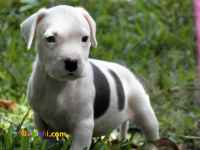 سگ پیت بول امریکایی دارای اموزش حرفه ای