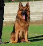 فروش سگ ژرمن شپرد دارای رنک 3 ایران