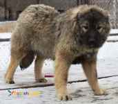 فروش سگ قفقازی توله و مولد