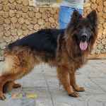 سگ(ژرمن شپرد) معروف و هوشمند