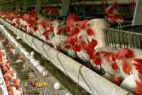 فروش مرغ تخم گذار(پولت)