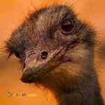 فروش شترمرغ مولد 