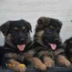 فروش ژرمن شپرد شولاین