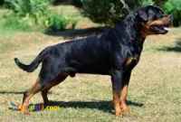 فروش روتوایلر پوزه مکعبی