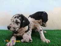 فروش گریت دین 