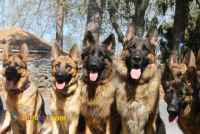 مرکز خرید و فروش سگ ژرمن شپرد (توله و بالغ)در تهران و کرج