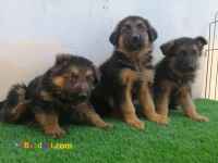 فروش ژرمن شپرد مو بلند اصل آلمان