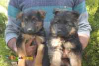 فروش توله های ژمن شولاین(german showline)