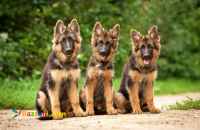 فروش توله ژرمن شپرد با کیفیتی عالی