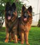 فروش سگ ژرمن نگهبان ومولد