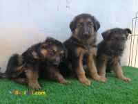 توله سگ ژرمن شولاین