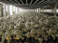 دوره آموزش پرورش قارچ دکمه ای