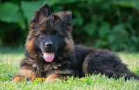 فروش سگ ژرمن شپرد German Shepherd Dog