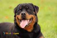 فروش سگ روتوایلر