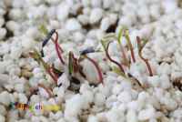 پرلیت مخصوص گل و گیاه و گلدان یونولیتی و متعلقات