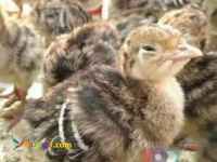 	فروش جوجه بوقلمون شرکت زرین توتک  