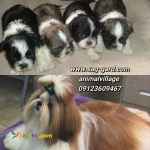 فروش سگ خانگی و عروسکی شیتزووو