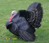 بوقلمون محلی