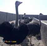 دوره آموزشی پرورش شترمرغ 